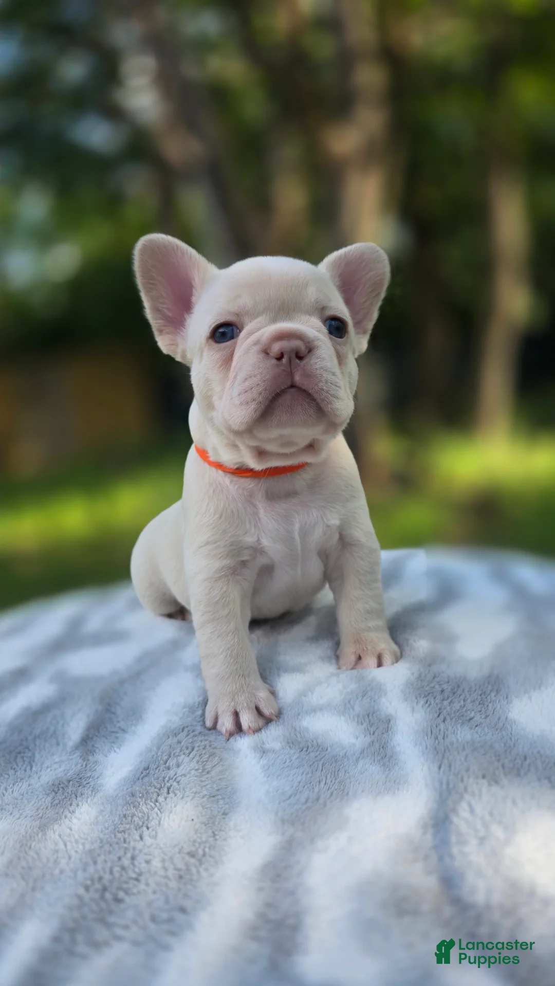 French Bulldog dogs for sale: Rocket - Ad 1