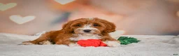 Cavapoo dogs for sale: Carter - Ad 4
