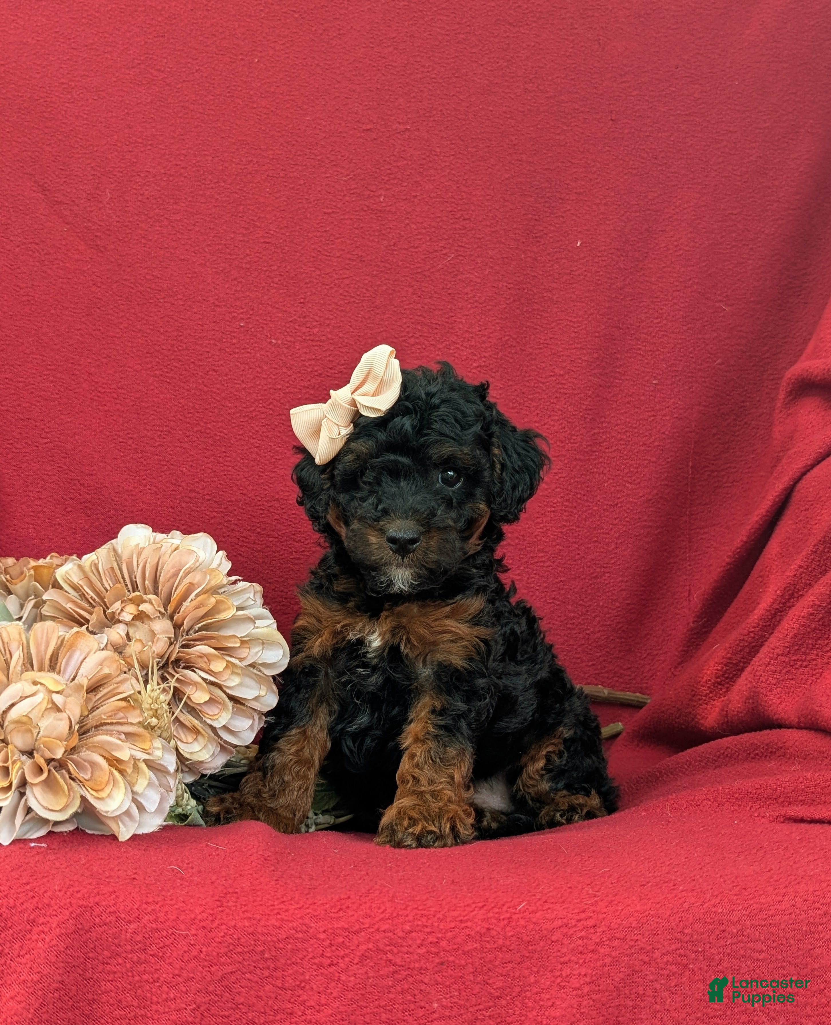 Cockapoo dogs Faline Hypoallergenic - Ad 2