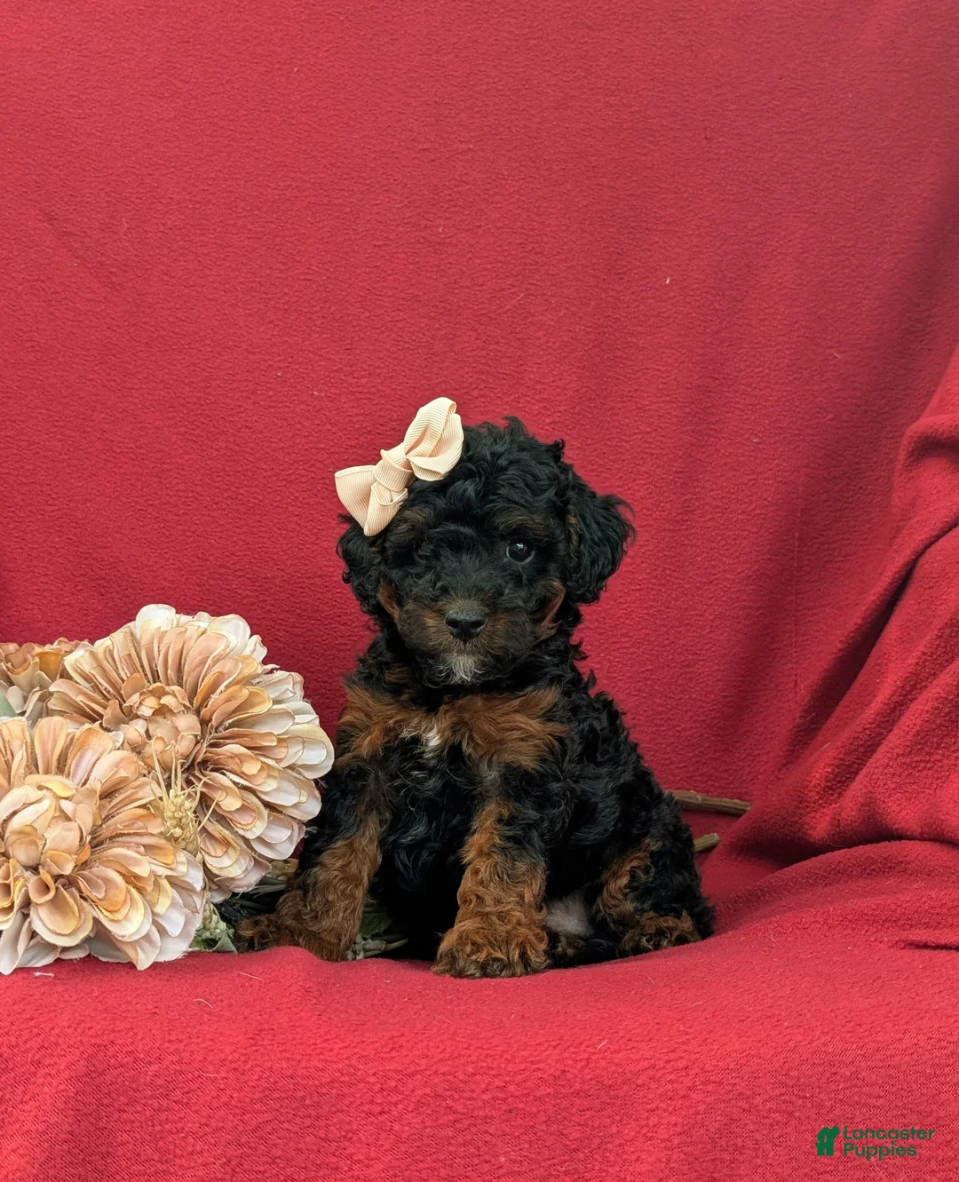 Cockapoo dogs for sale: Faline Hypoallergenic - Ad 2