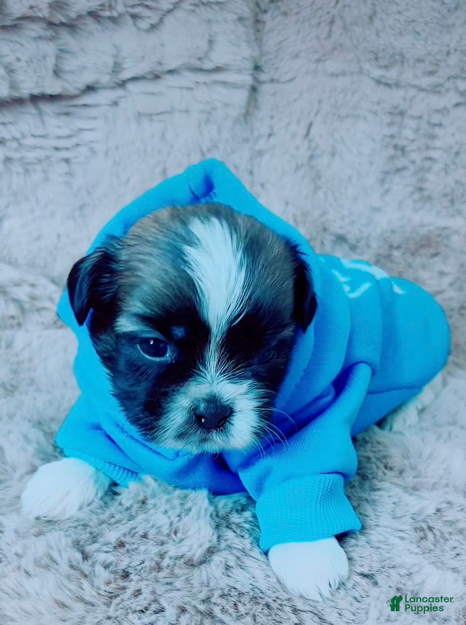 Shih Tzu dogs Pepper - Ad 1