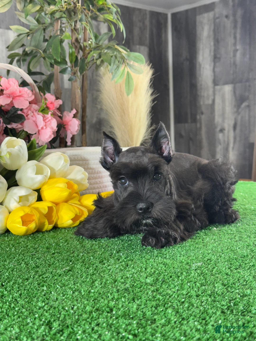Miniature Schnauzer dogs for sale: Kong  - Ad 2