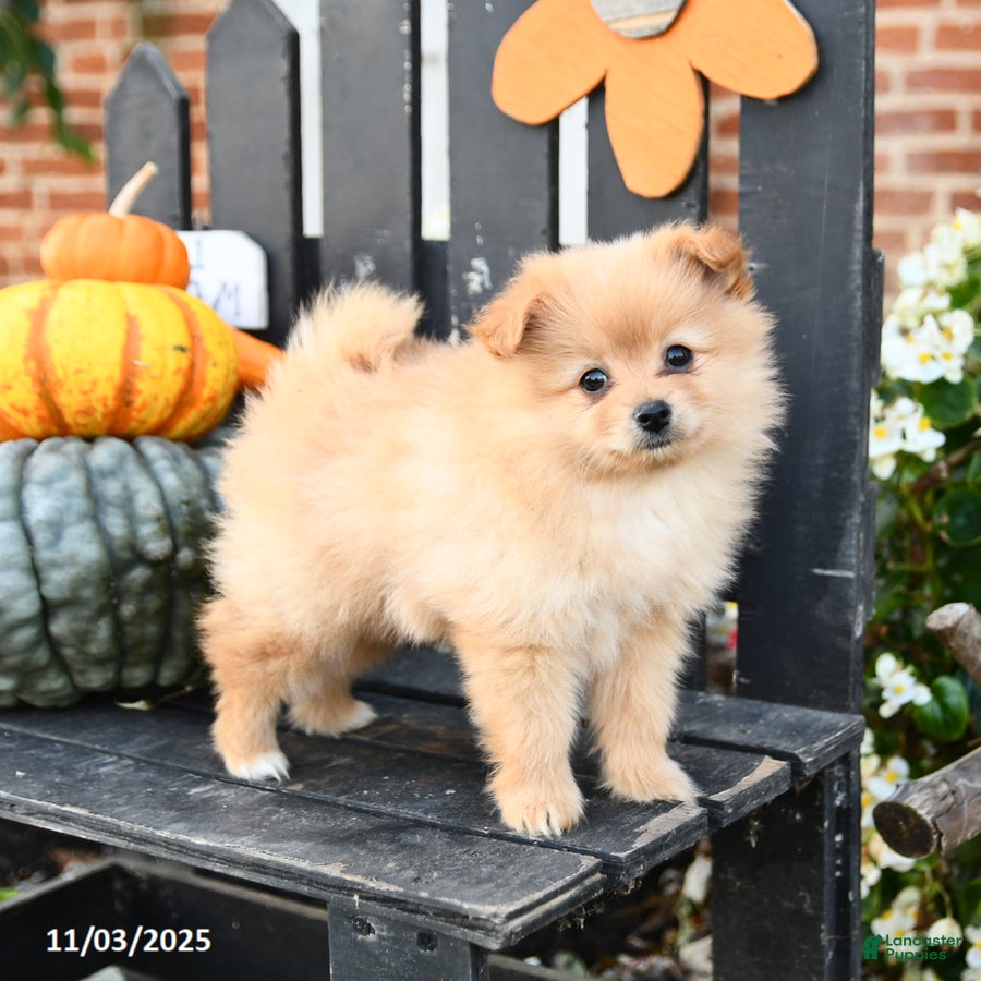 Pomeranian dogs Felix - Ad 29