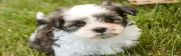 Havanese dogs for sale: Finnegan - Ad 9