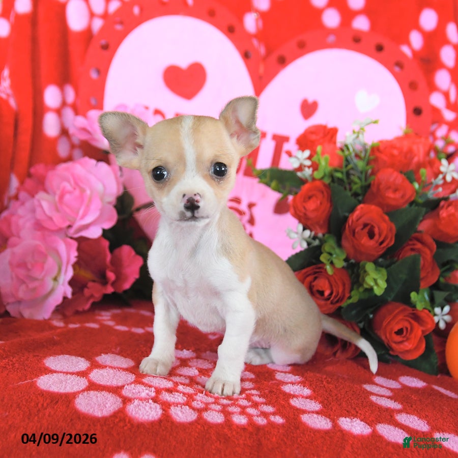 Mixed Breed dogs Buddy - Ad 2