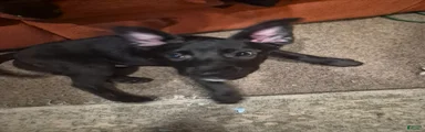 Mixed Breed Puppy 2