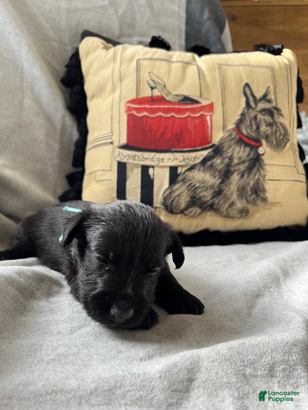 Scottish Terrier dogs for sale: Scottish Terrier Puppy 2 - Ad 2