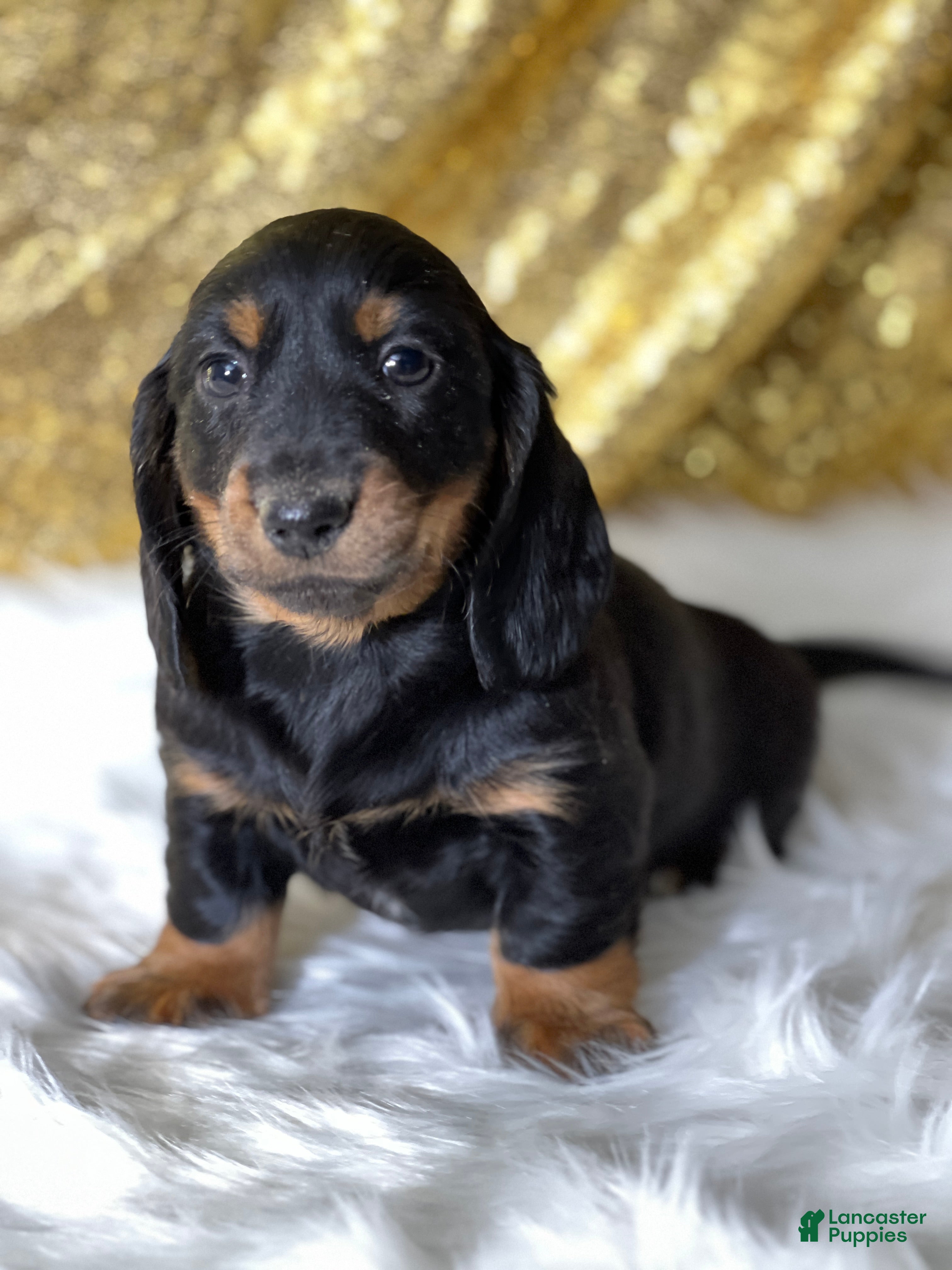 Dachshund dogs Thomas - Ad 9