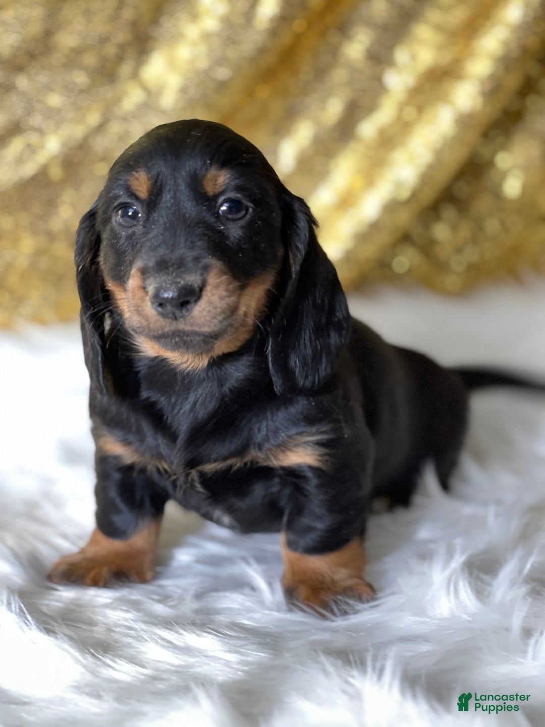 Dachshund dogs for sale: Thomas - Ad 1