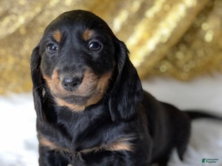Dachshund dogs Thomas - Ad 9