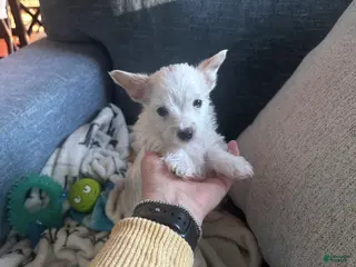 Yorkshire Terrier dogs AKC Glacierpaw - Ad 3