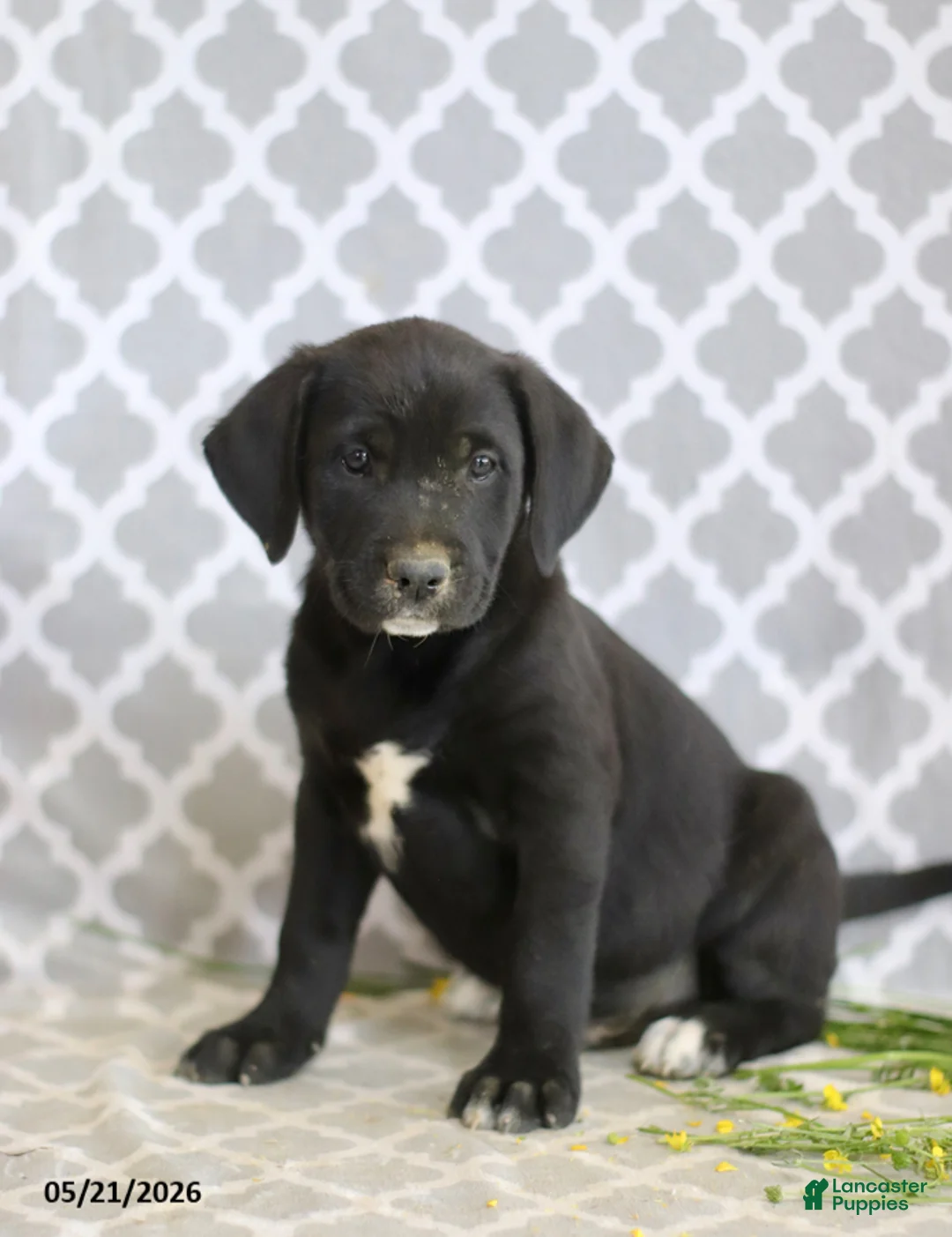 Mixed Breed dogs for sale: Raymond - Ad 5
