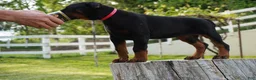 Doberman Pinscher dogs for sale: Marcy - Ad 1
