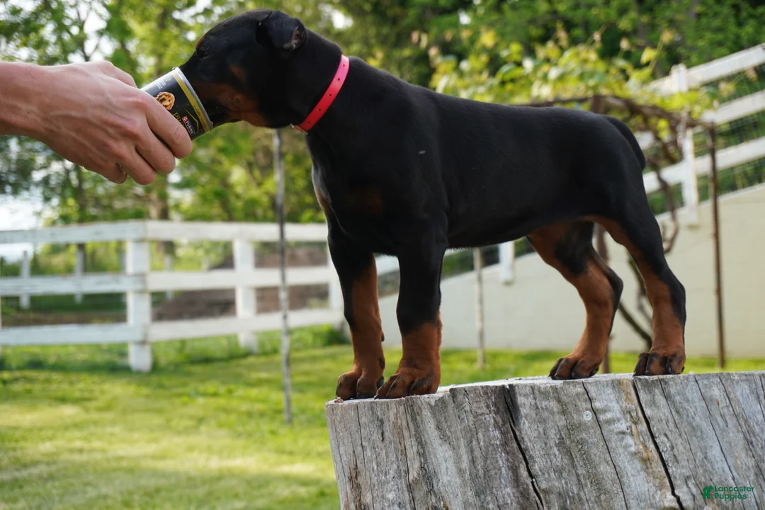 Doberman Pinscher dogs for sale: Marcy - Ad 1