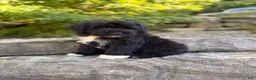 Portuguese Water Dog dogs for sale: Felix - Ad 8