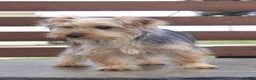 Yorkshire Terrier dogs for sale: Dash - Ad 3