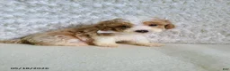 Bichpoo dogs for sale: Pinto - Ad 4