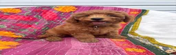 Mini Goldendoodle dogs for sale: Luna - Ad 7