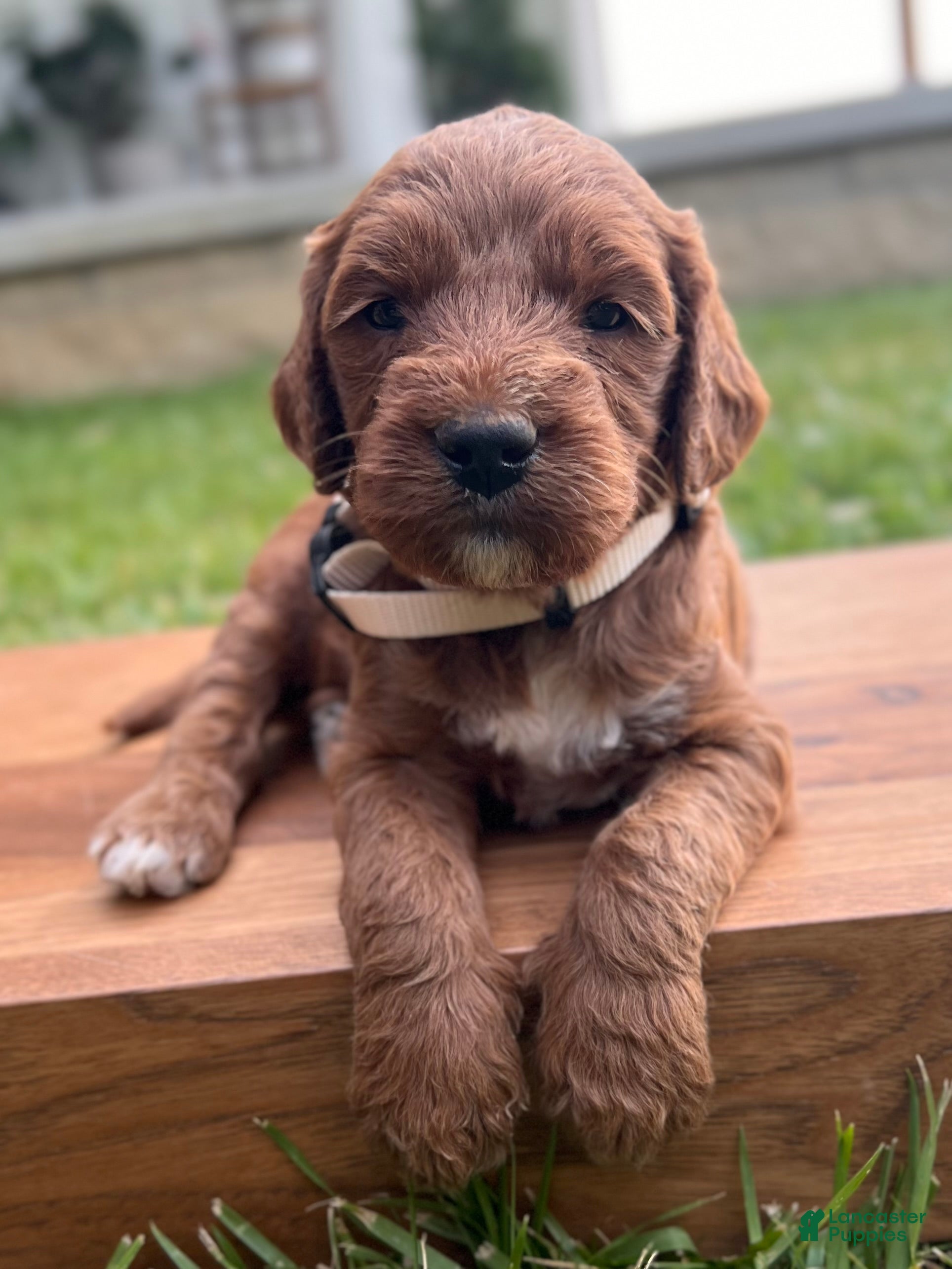Irish Doodle dogs Juniper - Ad 2