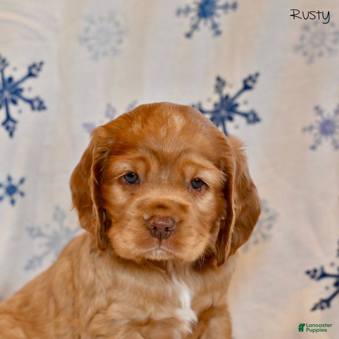 Cocker Spaniel dogs for sale: Rusty  - Ad 4