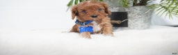 Cavapoo dogs for sale: Beau - Ad 1
