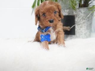 Cavapoo dogs Beau - Ad 24