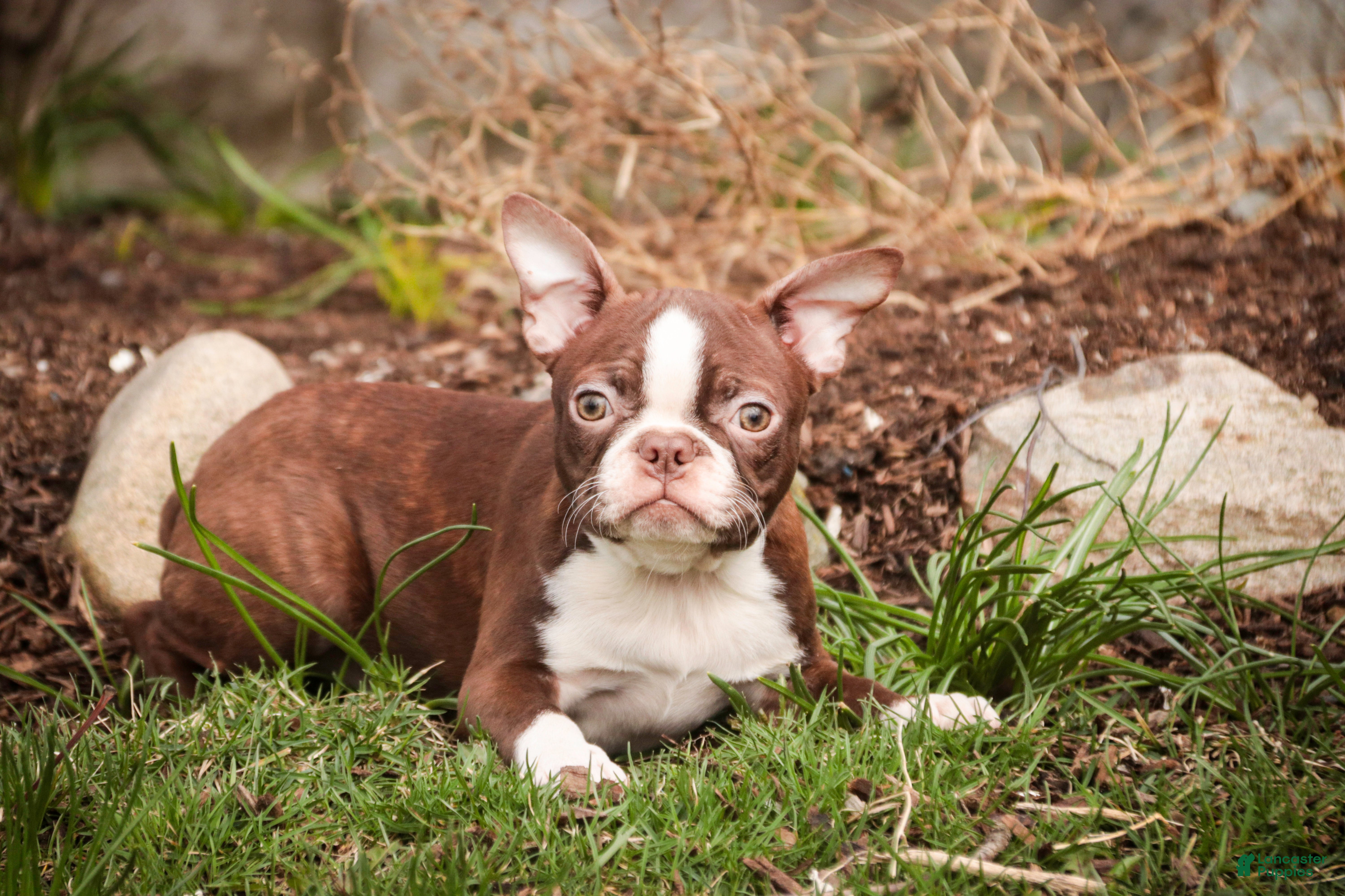 Boston Terrier dogs Katie - Ad 1