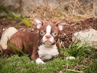 Boston Terrier dogs for sale: Katie - Ad 1