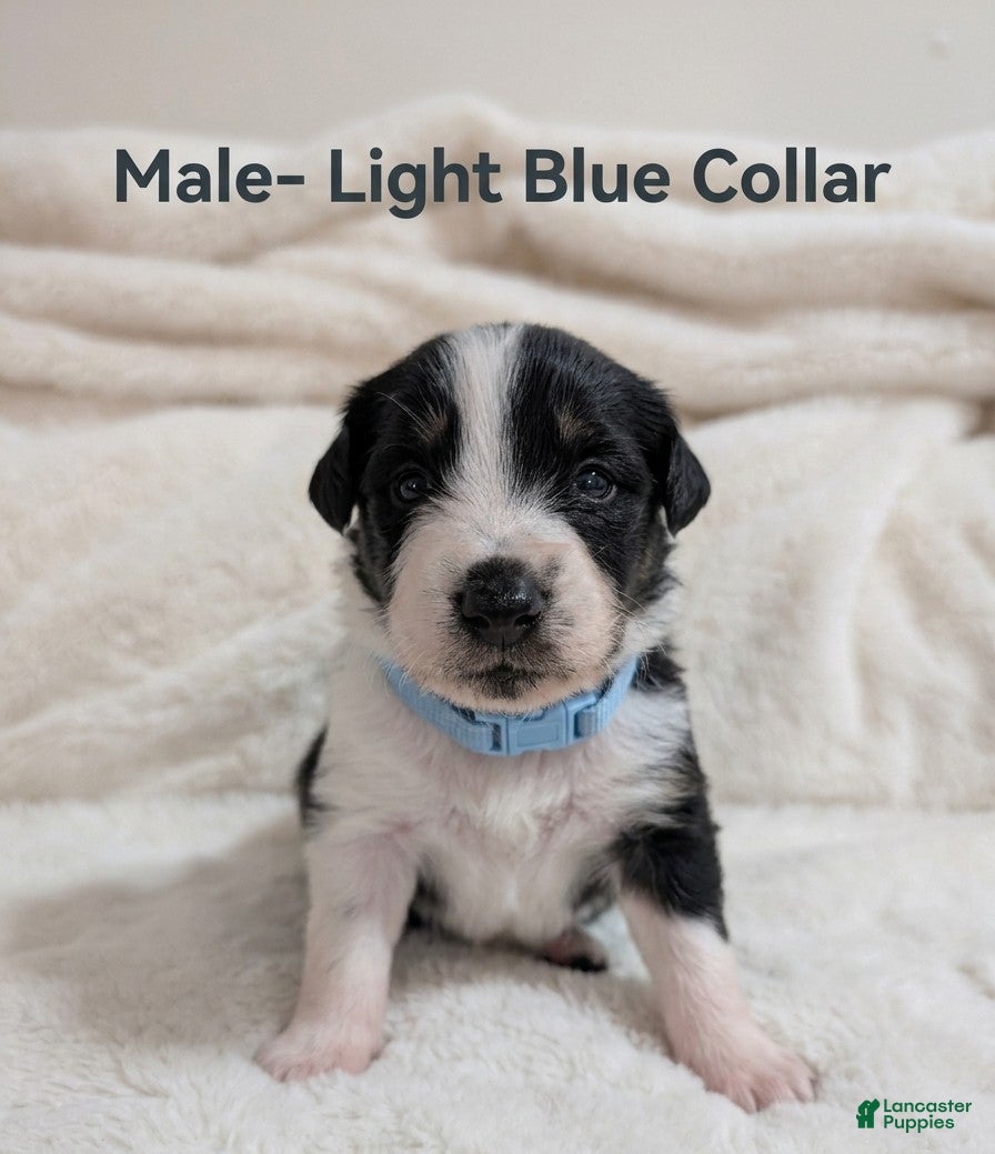 Australian Cattle Dog dogs Male- Light Blue Collar - Ad 1