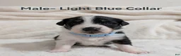 Australian Cattle Dog dogs for sale: Male- Light Blue Collar - Ad 1