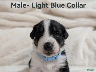 Australian Shepherd dogs for sale: Male- Light Blue Collar - Ad 4