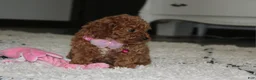 Toy Poodle dogs for sale: Bella - Ad 12