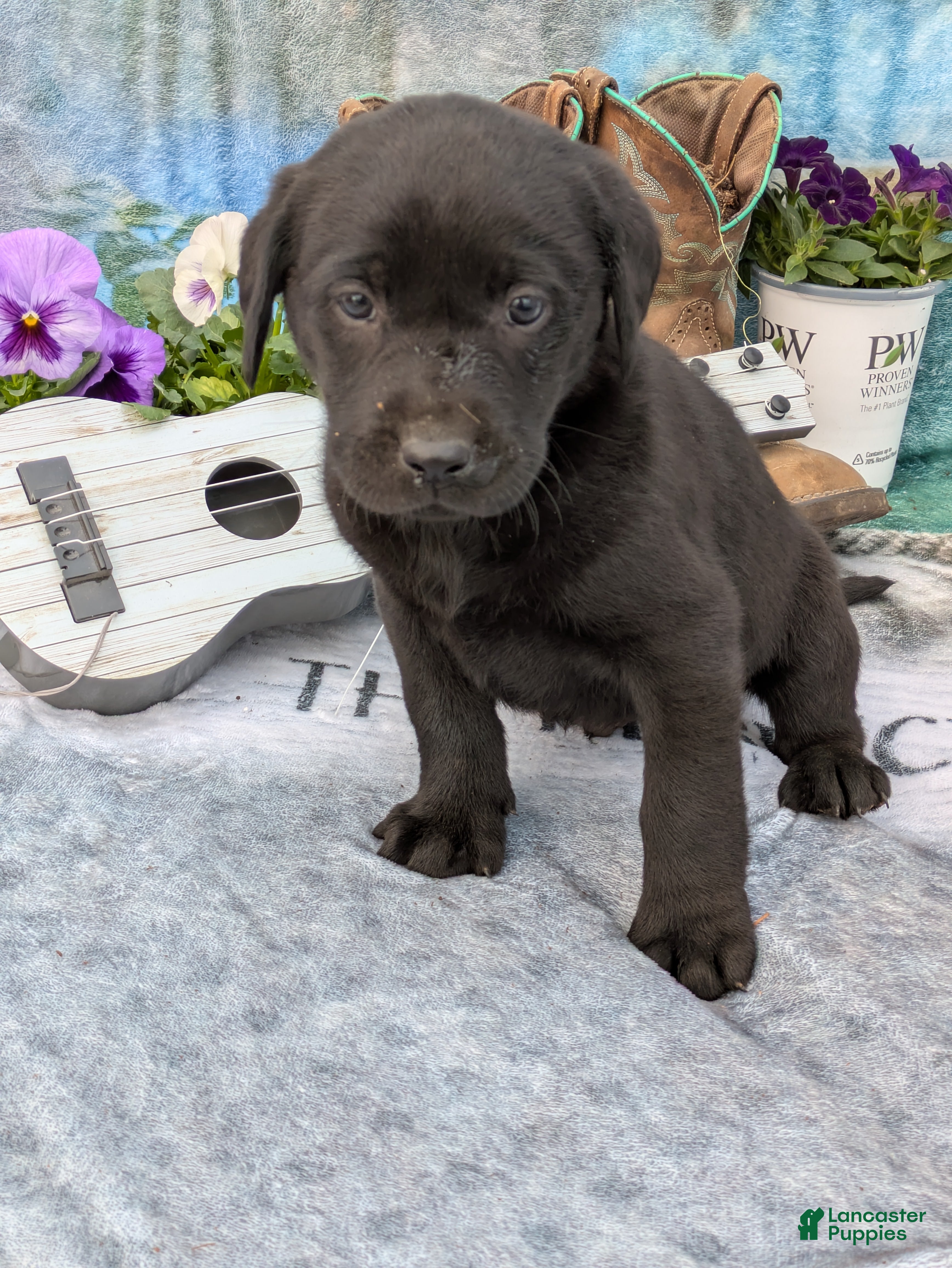 Labrador Retriever dogs Toby - Ad 12