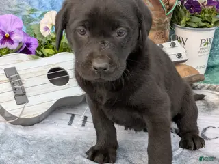 Labrador Retriever dogs Toby - Ad 12