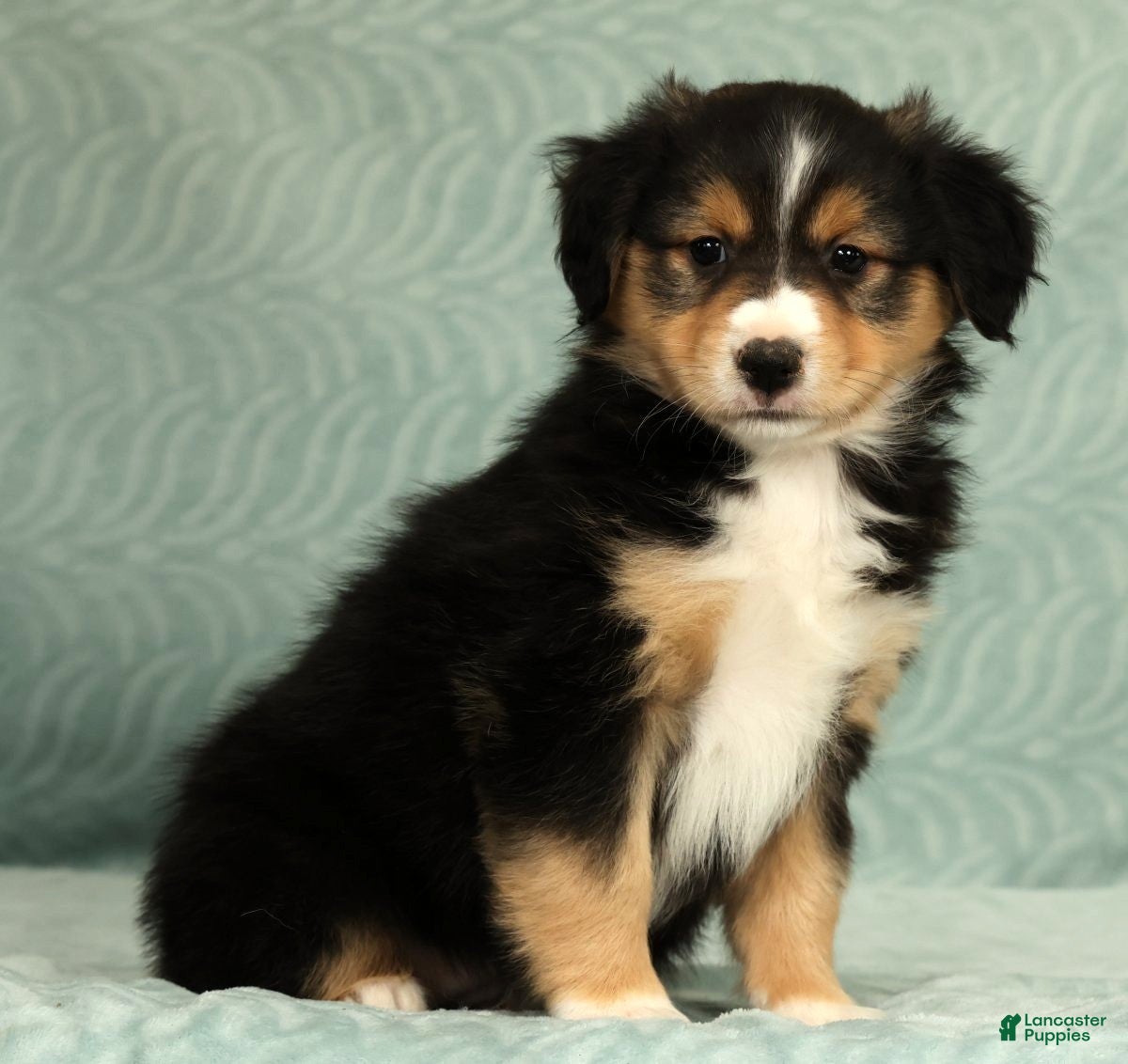 Australian Shepherd dogs for sale: Lady - Ad 4