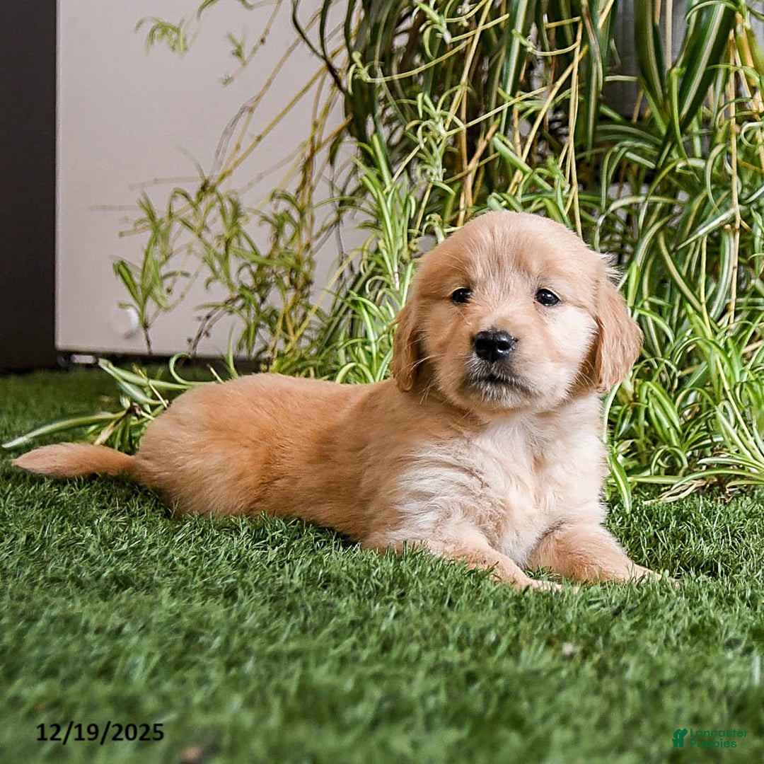 Golden Retriever dogs for sale: Marshmallow - Ad 3
