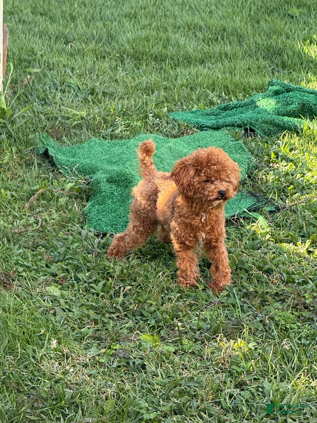 Maltipoo dogs for stud: alvin - Ad 2