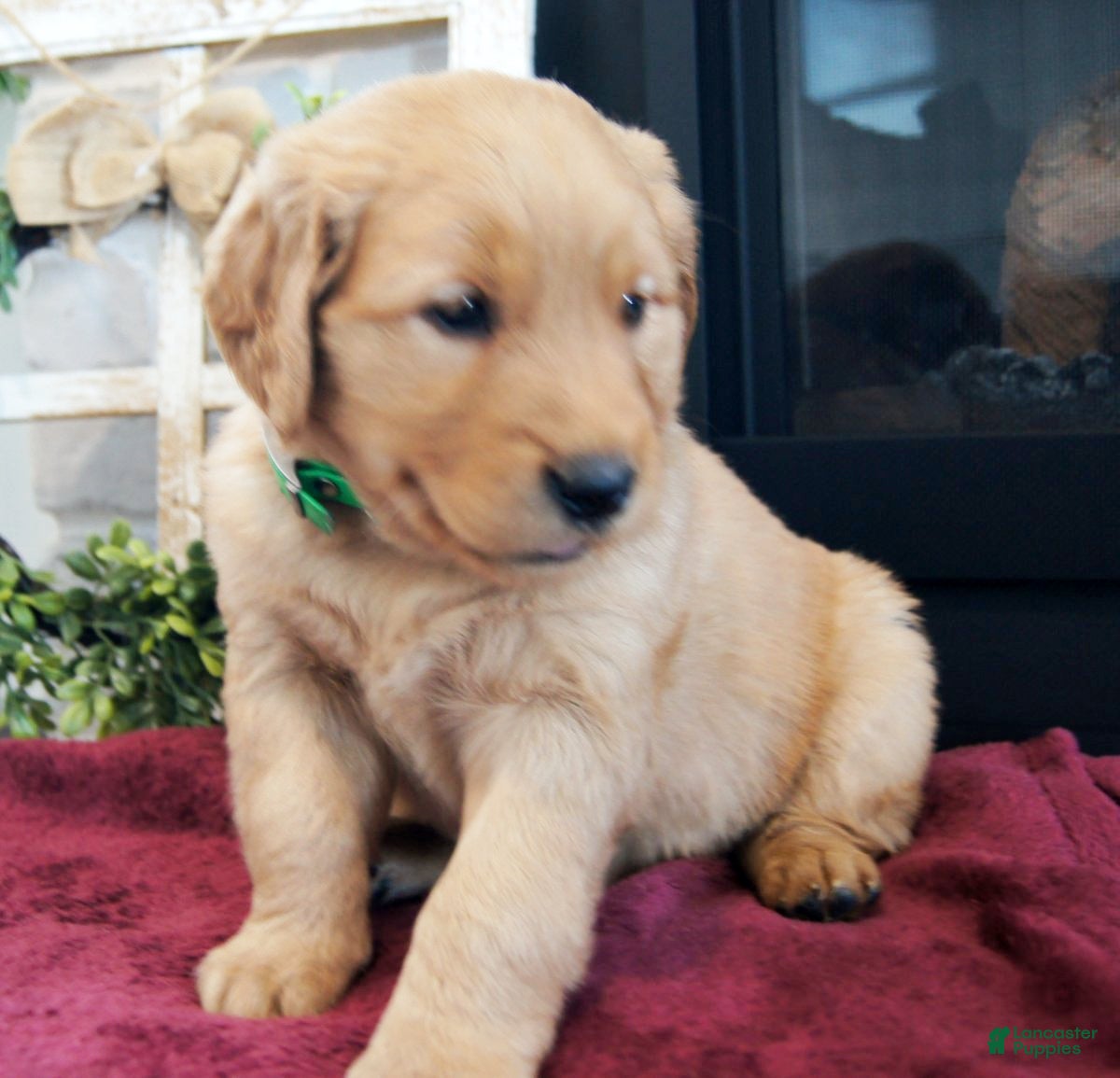 Golden Retriever dogs Remi - Ad 2