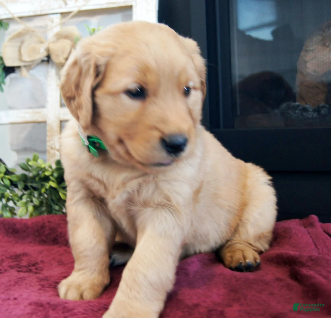 Golden Retriever dogs for sale: Remi - Ad 2