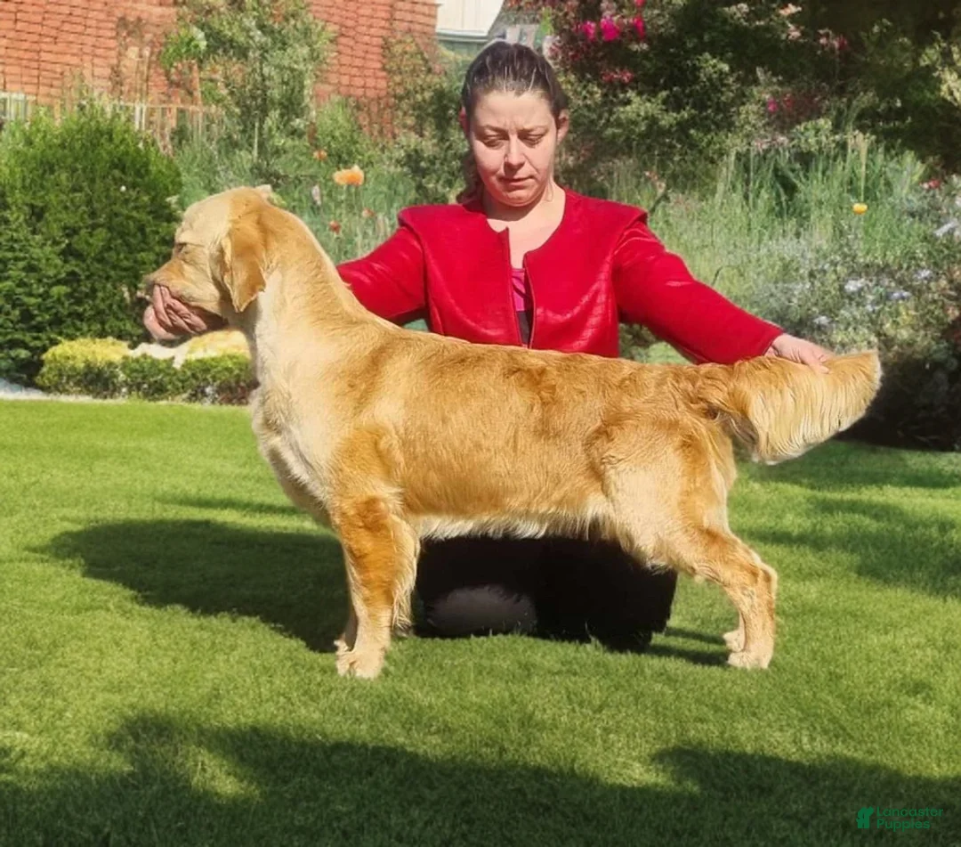 Golden Retriever dogs for sale: Chex - Ad 2