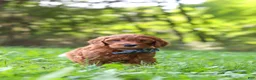 Goldendoodle dogs for sale: Archie - Ad 6