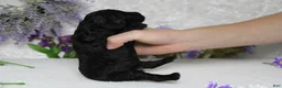 Toy Poodle dogs for sale: Peppercorn  - Ad 7
