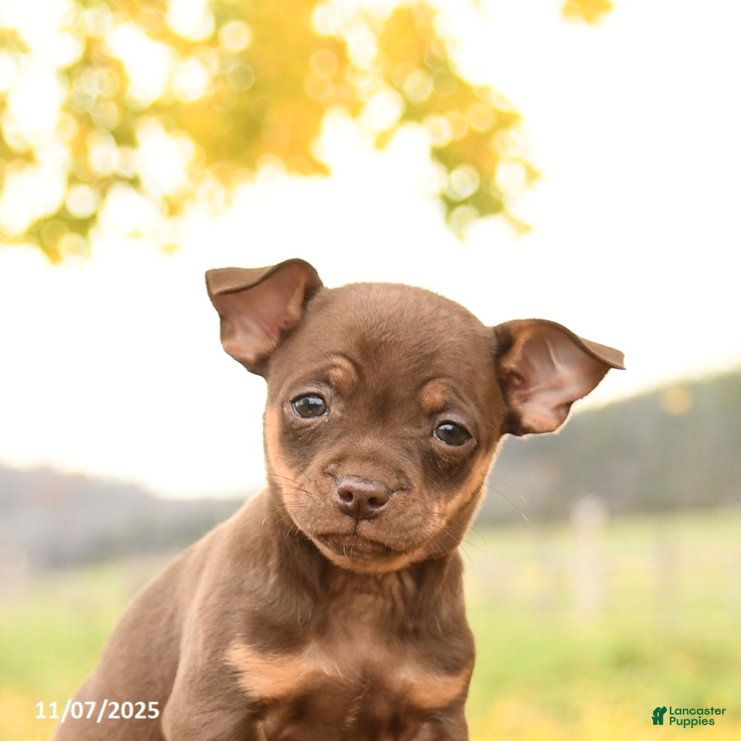 Chihuahua dogs for sale: Freddie - Ad 4