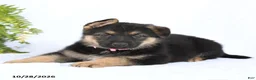 German Shepherd dogs for sale: Ronja - Ad 4