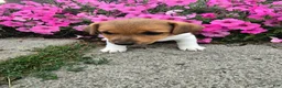 Jack Russell Terrier dogs for sale: Sparky - Ad 3
