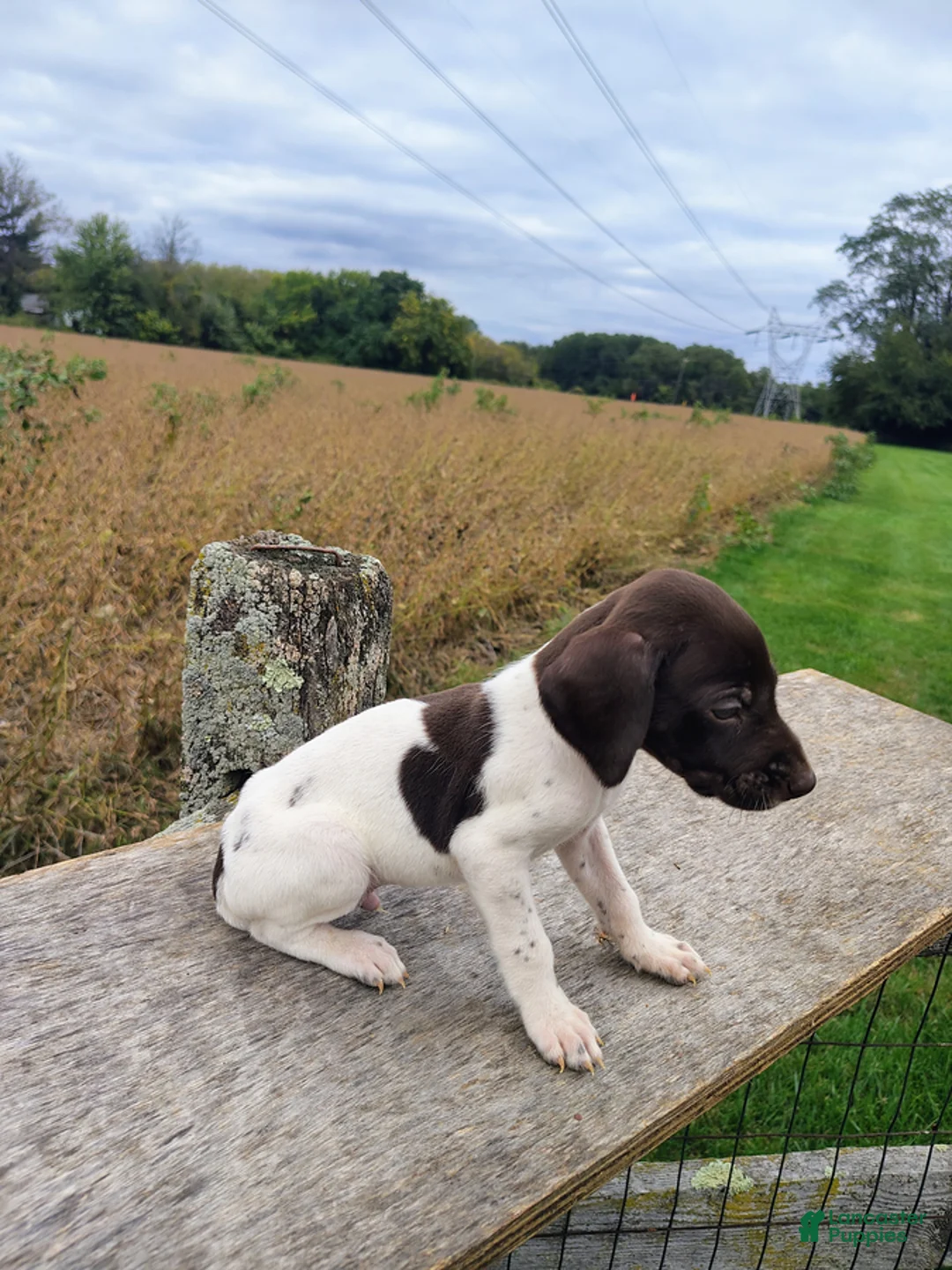 German Shorthaired Pointer dogs for sale: Remington - Ad 2