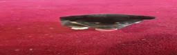 Shiba Inu dogs for sale: Tri-Color/Calico Female - Ad 5