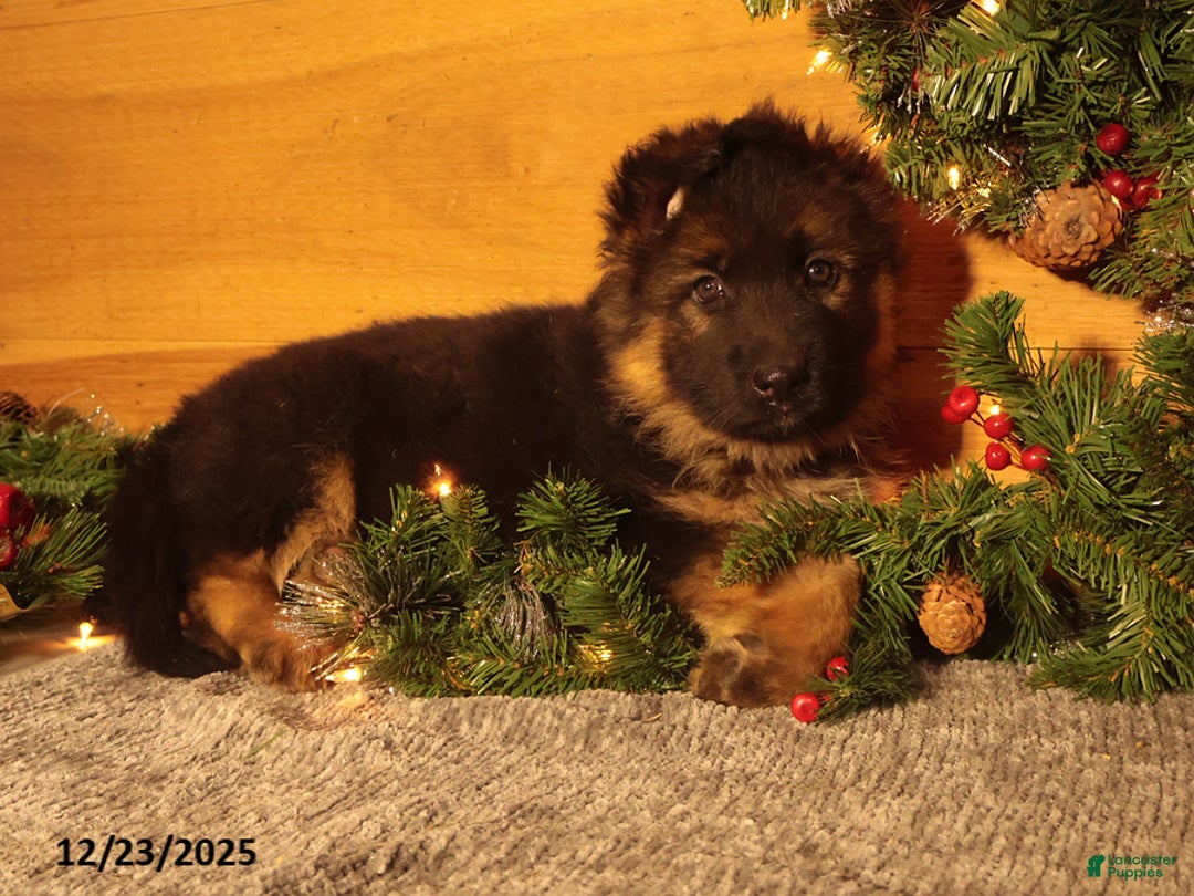 German Shepherd dogs for sale: Winterfell - Ad 2