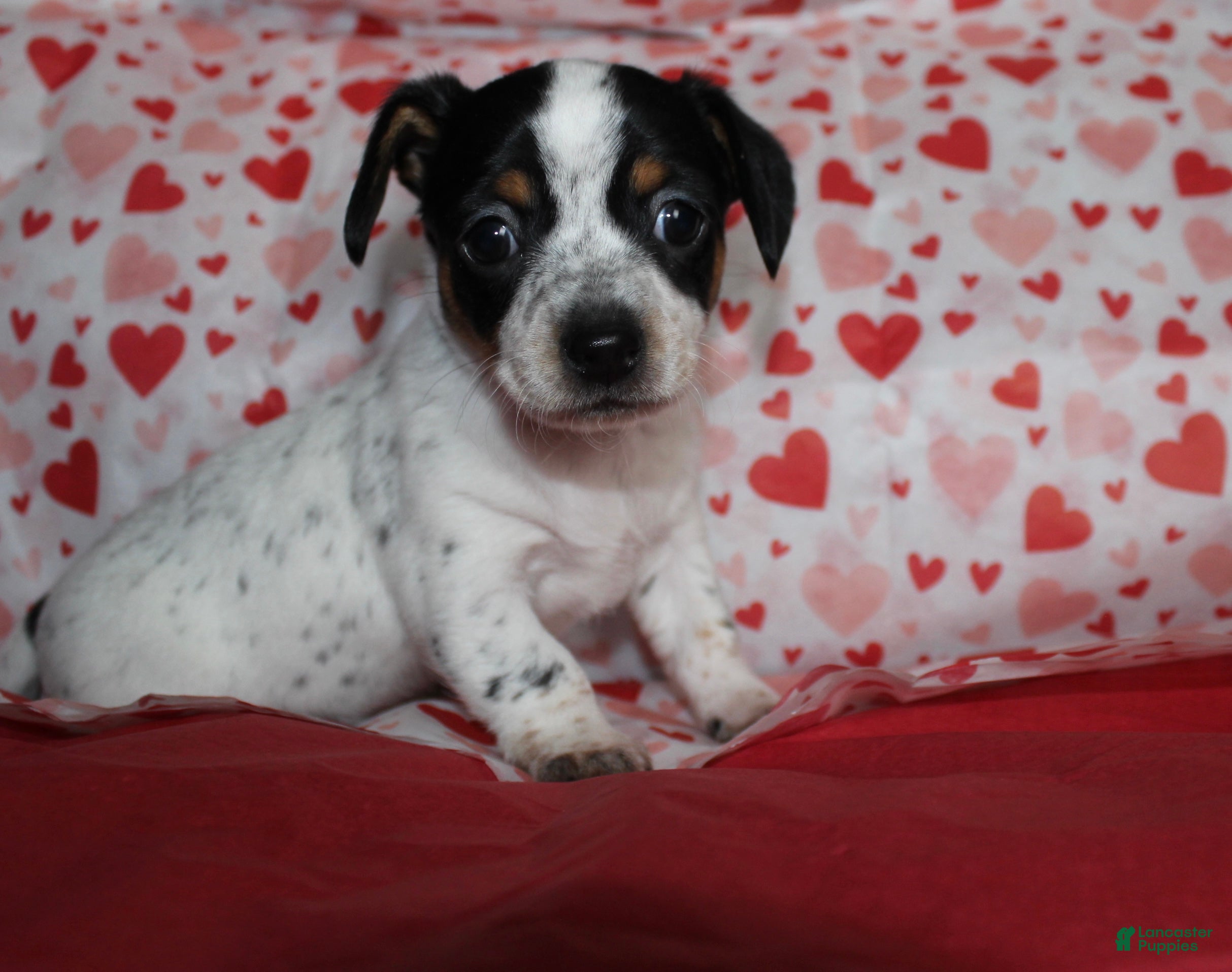 Chiweenie dogs Mocha  - Ad 1