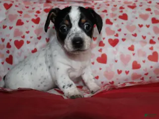 Chiweenie dogs for sale: Mocha - Ad 3